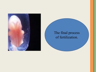 The final process
of fertilization.
 