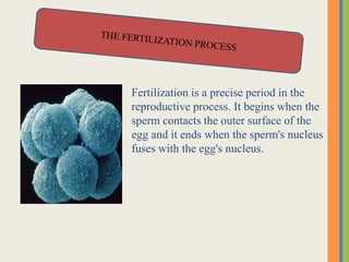 Fertilization is a precise period in the
reproductive process. It begins when the
sperm contacts the outer surface of the
egg and it ends when the sperm's nucleus
fuses with the egg's nucleus.
 