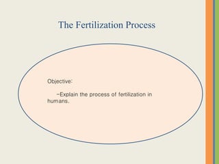 Simple Fertilization Process