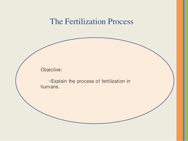 Flow Chart Of Fertilization In Humans