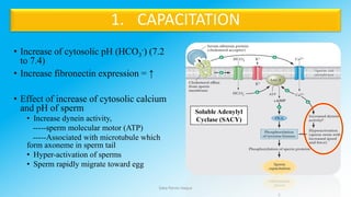 Capacitation Process Fertilization Process in Human (Internal Fertilization) | PDF