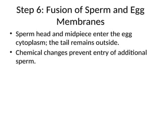 Step 6: Fusion of Sperm and Egg
Membranes
• Sperm head and midpiece enter the egg
cytoplasm; the tail remains outside.
• Chemical changes prevent entry of additional
sperm.
 