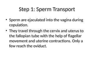 Step 1: Sperm Transport
• Sperm are ejaculated into the vagina during
copulation.
• They travel through the cervix and uterus to
the fallopian tube with the help of flagellar
movement and uterine contractions. Only a
few reach the oviduct.
 