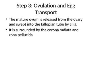 Step 3: Ovulation and Egg
Transport
• The mature ovum is released from the ovary
and swept into the fallopian tube by cilia.
• It is surrounded by the corona radiata and
zona pellucida.
 