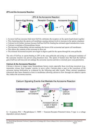 Fertilization signal transduction | PDF