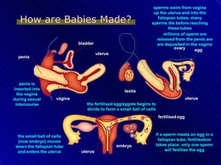 fertilizationslides-100904093547-phpapp02.pptx