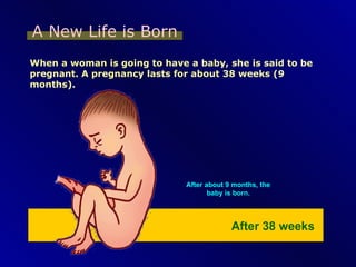 A New Life is Born When a woman is going to have a baby, she is said to be pregnant. A pregnancy lasts for about 38 weeks (9 months). After about 9 months, the baby is born. After 38 weeks 