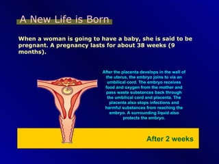 A New Life is Born When a woman is going to have a baby, she is said to be pregnant. A pregnancy lasts for about 38 weeks (9 months). After the placenta develops in the wall of the uterus, the embryo joins to via an umbilical cord. The embryo receives food and oxygen from the mother and pass waste substances back through the umbilical cord and placenta. The placenta also stops infections and harmful substances from reaching the embryo. A surrounding liquid also protects the embryo. After 2 weeks 