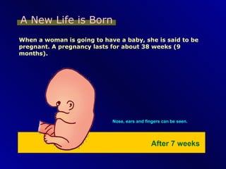 A New Life is Born When a woman is going to have a baby, she is said to be pregnant. A pregnancy lasts for about 38 weeks (9 months). Nose, ears and fingers can be seen. After 7 weeks 