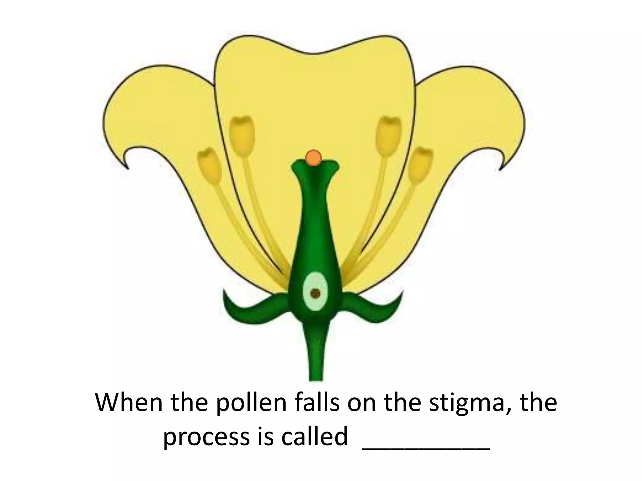 3 STEPS OF FERTILIZATION visual data 4