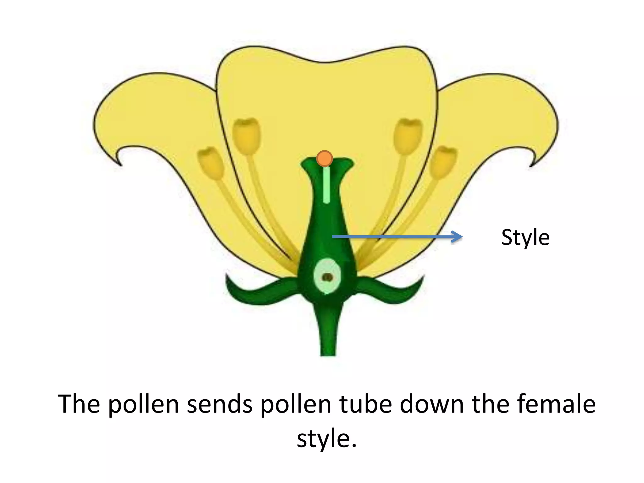 3 STEPS OF FERTILIZATION visual data 5