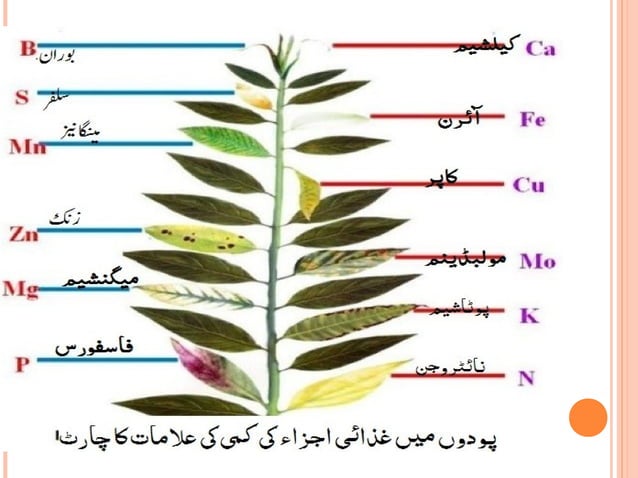 WHAT IS NUTRIENTS IN URDU visual data 8