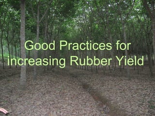 Good Practices for
increasing Rubber Yield
 
