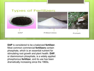 DAP is considered to be a balanced fertilizer.
Most common commercial fertilizers contain
phosphate, which is an essential nutrient for
stimulating root growth and plant health. DAP,
or diammonium phosphate, is a widely applied
phosphorous fertilizer, and its use has been
dramatically increasing since the 1960s.
 