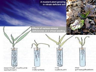 Effects of various mineral
deficiencies on a wheat seedling
A mustard plant growing
in nitrate deficient soil
 