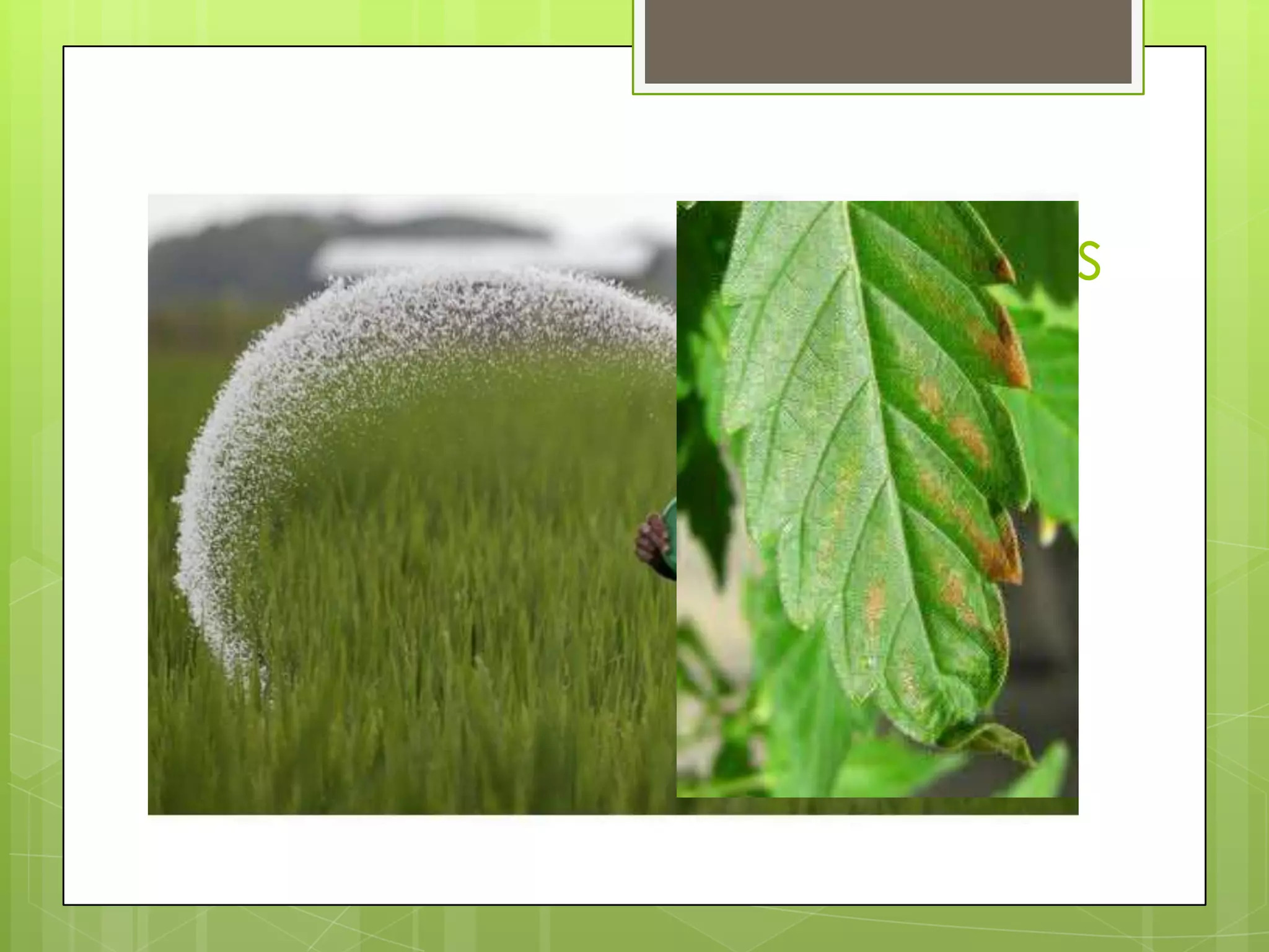 Prilled Vs. Granular Fertilizers
 