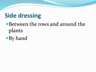 Side dressing
Between the rows and around the
plants
By hand
 