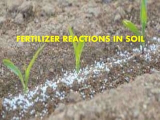 FERTILIZER REACTIONS IN SOIL
 