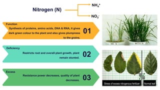 Nitrogen (N)
01
Synthesis of proteins, amino acids, DNA & RNA, it gives
dark green colour to the plant and also gives plumpness
to the grains.
Function
02
Restricts root and overall plant growth, plant
remain stunted.
Deficiency
03
Resistance power decreases, quality of plant
decreases.
Excess
NO3
-
NH4
+
 