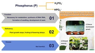 Phosphorus (P)
01
Necessary for metabolism, synthesis of DNA/ RNA,
formation of seedling, development of seed.
Function
02
Plant growth stops, fruiting & flowering delays.
Deficiency
03
Not harmful.
Excess
HPO4
--
H2PO4
-
 