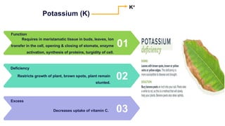 Potassium (K)
01
Requires in meristamatic tissue in buds, leaves, Ion
transfer in the cell, opening & closing of stomata, enzyme
activation, synthesis of proteins, turgidity of cell.
Function
02
Restricts growth of plant, brown spots, plant remain
stunted.
Deficiency
03
Decreases uptake of vitamin C.
Excess
K+
 