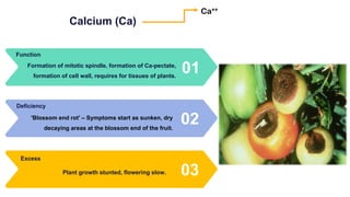 Calcium (Ca)
01
Formation of mitotic spindle, formation of Ca-pectate,
formation of cell wall, requires for tissues of plants.
Function
02
'Blossom end rot' – Symptoms start as sunken, dry
decaying areas at the blossom end of the fruit.
Deficiency
03
Plant growth stunted, flowering slow.
Excess
Ca++
 