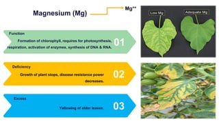 Magnesium (Mg)
01
Formation of chlorophyll, requires for photosynthesis,
respiration, activation of enzymes, synthesis of DNA & RNA.
Function
02
Growth of plant stops, disease resistance power
decreases.
Deficiency
03
Yellowing of older leaves.
Excess
Mg++
 