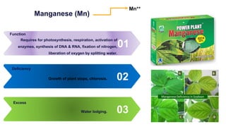Manganese (Mn)
01
Requires for photosynthesis, respiration, activation of
enzymes, synthesis of DNA & RNA, fixation of nitrogen,
liberation of oxygen by splitting water.
Function
02
Growth of plant stops, chlorosis.
Deficiency
03
Water lodging.
Excess
Mn++
 