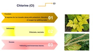 Chlorine (Cl)
01
It requires for ion transfer along with potassium, liberation
of oxygen by splitting water .
Function
02
Chlorosis, necrosis.
Deficiency
03
Yellowing and brownness leaves.
Excess
Cl-
 