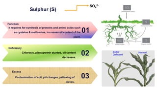 Sulphur (S)
01
It requires for synthesis of proteins and amino acids such
as cysteine & methionine, increases oil content of the
plant.
Function
02
Chlorosis, plant growth stunted, oil content
decreases.
Deficiency
03
Contamination of soil, pH changes, yellowing of
leaves.
Excess
SO4
2-
 