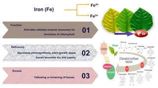 Iron (Fe)
01
Activates catalase enzyme necessary for
formation of chlorophyll.
Function
02
Decreases photosynthesis, plant growth stops,
leaves becomes dry and papery.
Deficiency
03
Yellowing or browning of leaves.
Excess
Fe3+
Fe2+
 