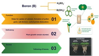 Boron (B)
01
Helps for uptake of calcium, formation of pollen
grain, cell division, carbohydrate dislocation.
Function
02
Plant growth remain stunted.
Deficiency
03
Yellowing of leaves.
Excess
B(OH4)-
H2BO3
-
 