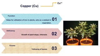 Copper (Cu)
01
Helps for utilization of iron in plants, acts as a catalyst in
respiration.
Function
02
Growth of plant stops, chlorosis.
Deficiency
03
Yellowing of leaves.
Excess
Cu++
 