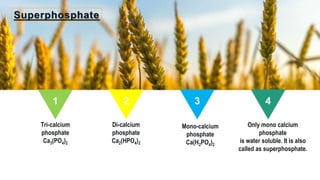 Superphosphate
1 2 3 4
Tri-calcium
phosphate
Ca3(PO4)2
Mono-calcium
phosphate
Ca(H2PO4)2
Di-calcium
phosphate
Ca2(HPO4)2
Only mono calcium
phosphate
is water soluble. It is also
called as superphosphate.
 