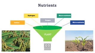 Nutrients
Oxygen
Macro-nutrients
Hydrogen
Carbon Micro-nutrients
PLANT
 