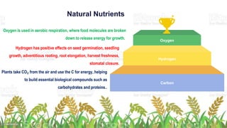Plants take CO₂ from the air and use the C for energy, helping
to build essential biological compounds such as
carbohydrates and proteins..
Carbon
Hydrogen
Oxygen
Hydrogen has positive effects on seed germination, seedling
growth, adventitious rooting, root elongation, harvest freshness,
stomatal closure.
Oxygen is used in aerobic respiration, where food molecules are broken
down to release energy for growth.
Natural Nutrients
 