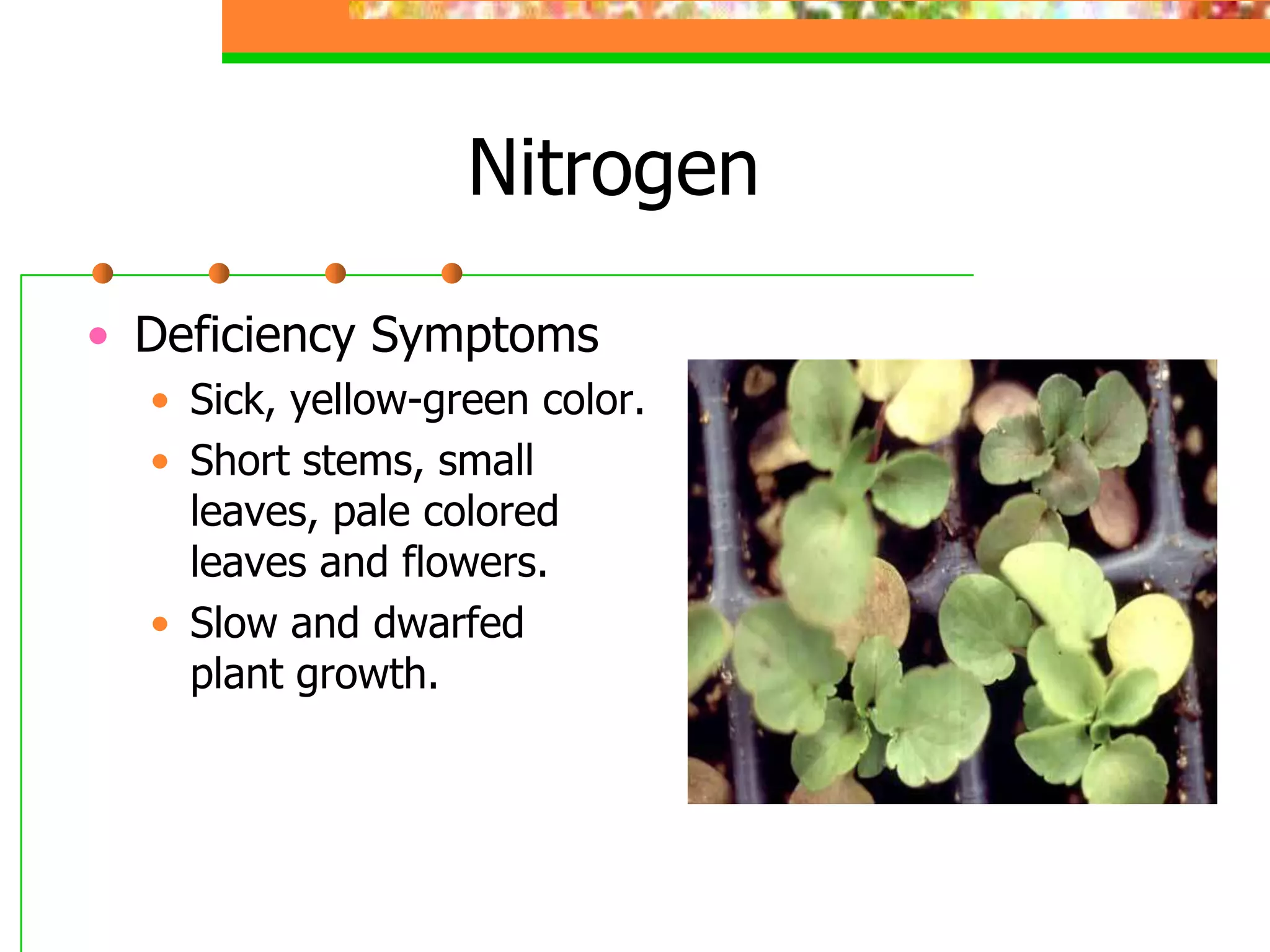 Nitrogen
• Deficiency Symptoms
• Sick, yellow-green color.
• Short stems, small
leaves, pale colored
leaves and flowers.
• Slow and dwarfed
plant growth.
 