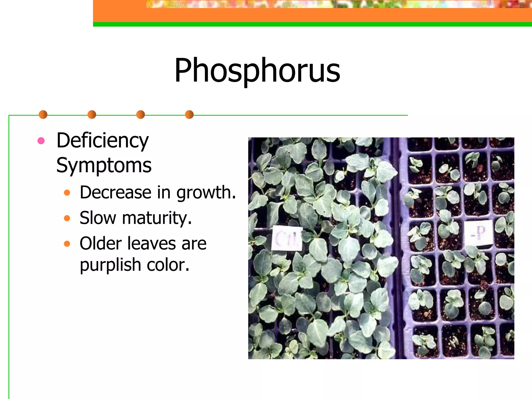 Phosphorus
• Deficiency
Symptoms
• Decrease in growth.
• Slow maturity.
• Older leaves are
purplish color.
 