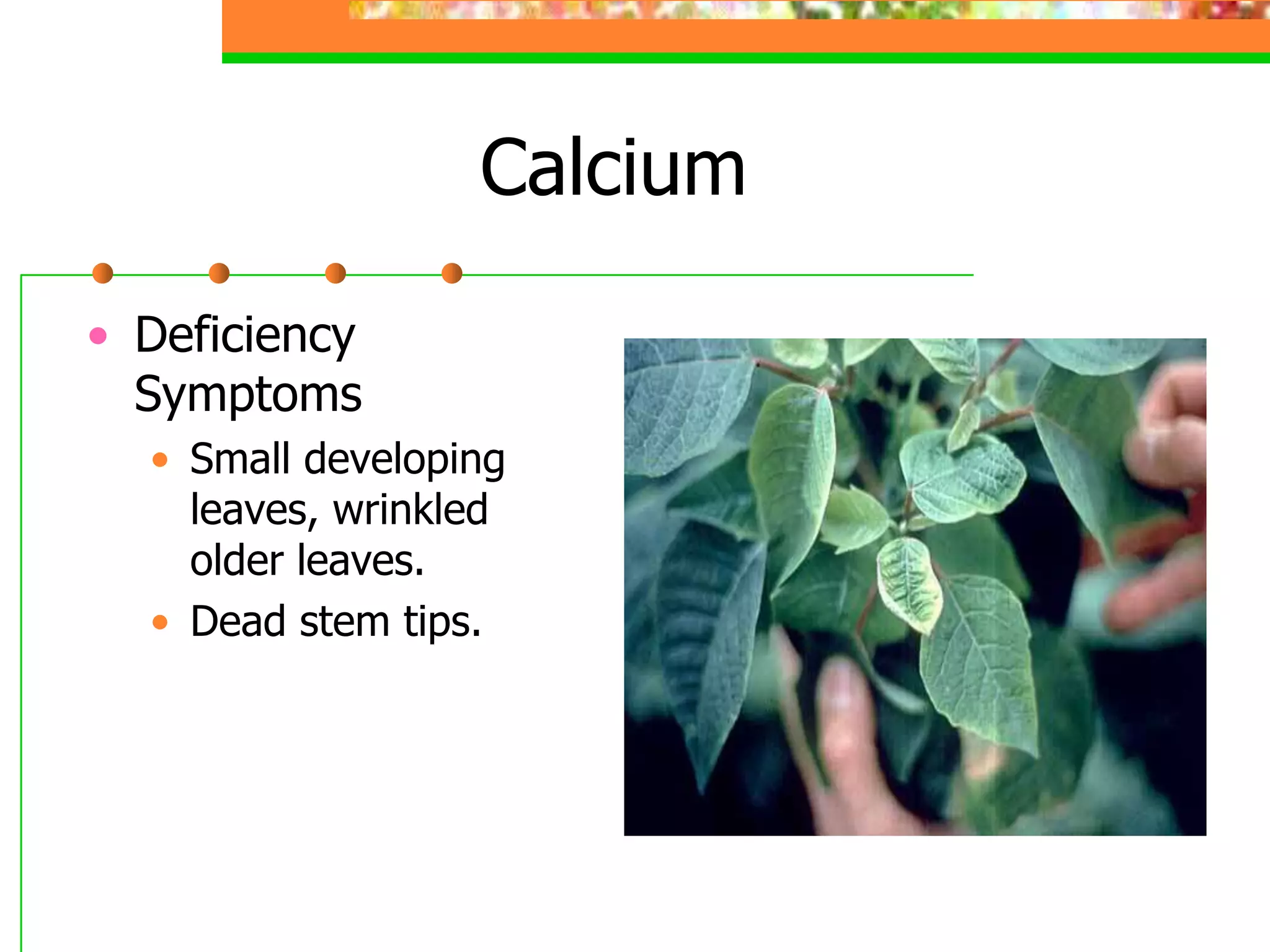 Calcium
• Deficiency
Symptoms
• Small developing
leaves, wrinkled
older leaves.
• Dead stem tips.
 