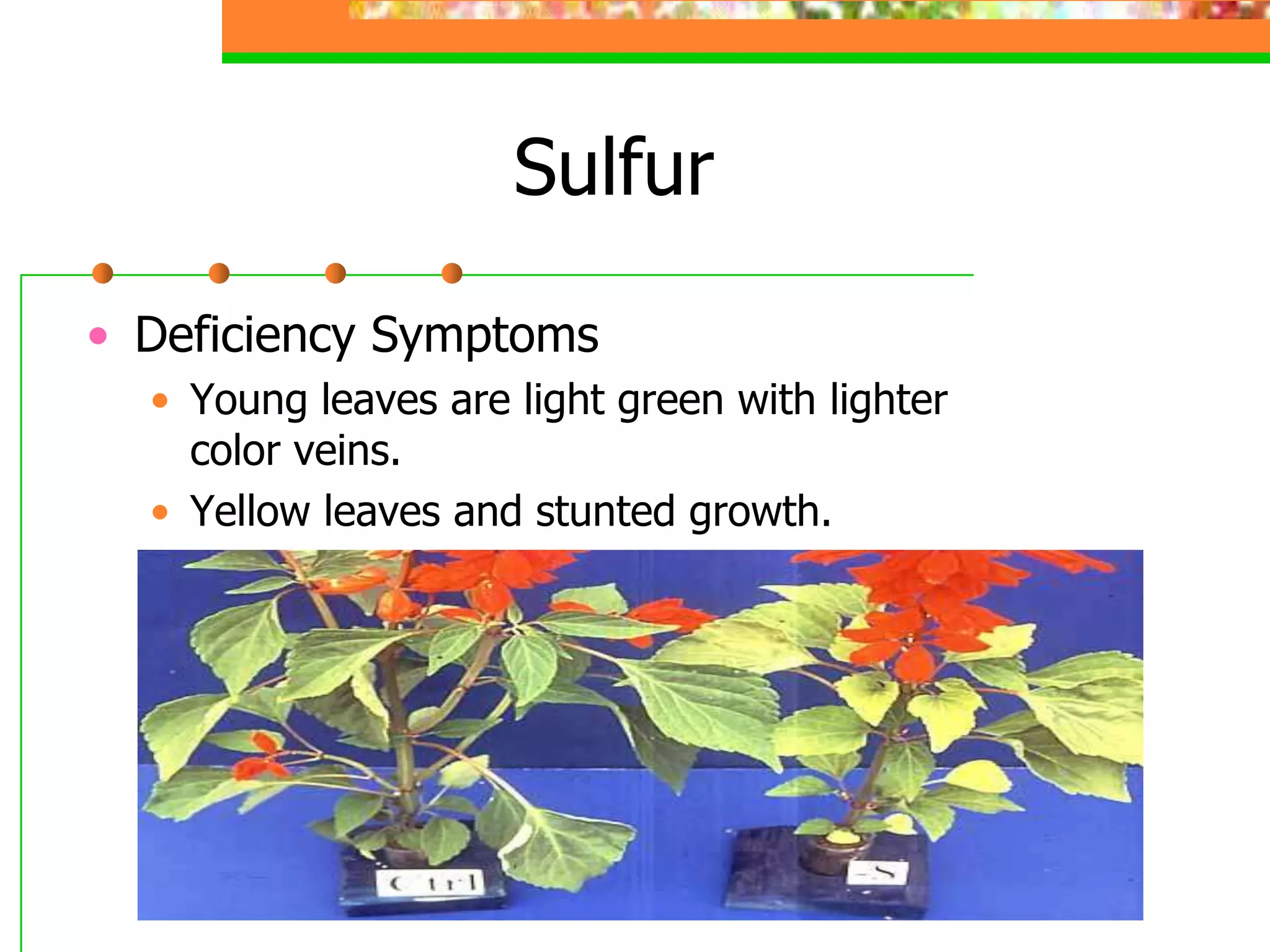 Sulfur
• Deficiency Symptoms
• Young leaves are light green with lighter
color veins.
• Yellow leaves and stunted growth.
 