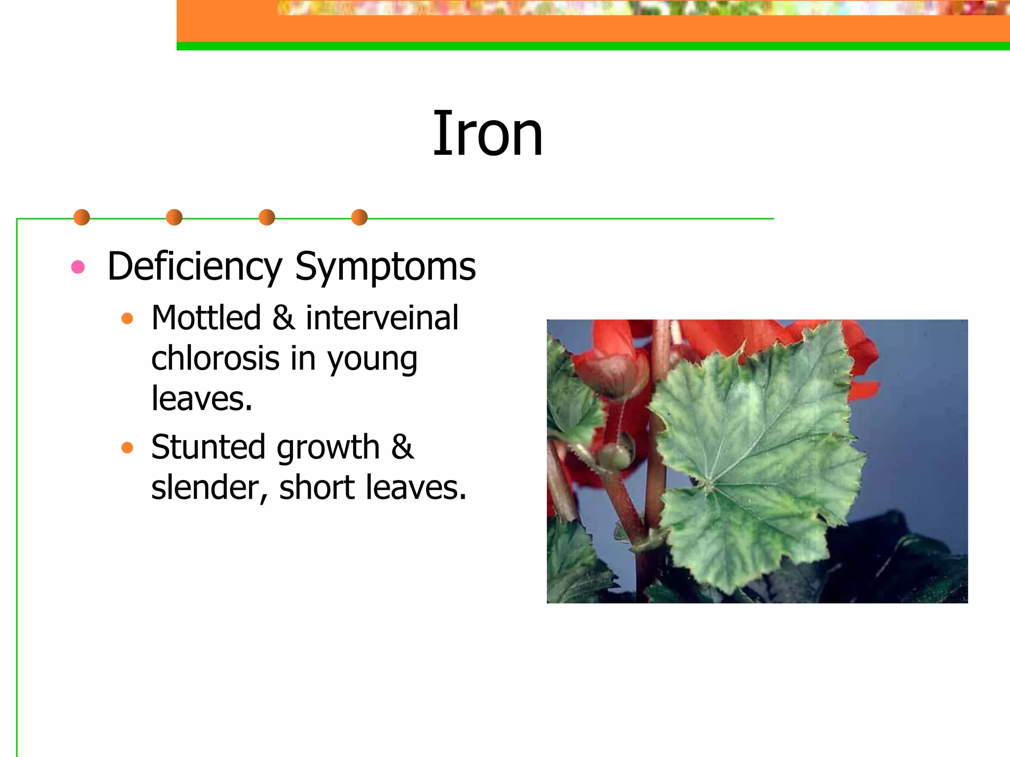 Iron
• Deficiency Symptoms
• Mottled & interveinal
chlorosis in young
leaves.
• Stunted growth &
slender, short leaves.
 