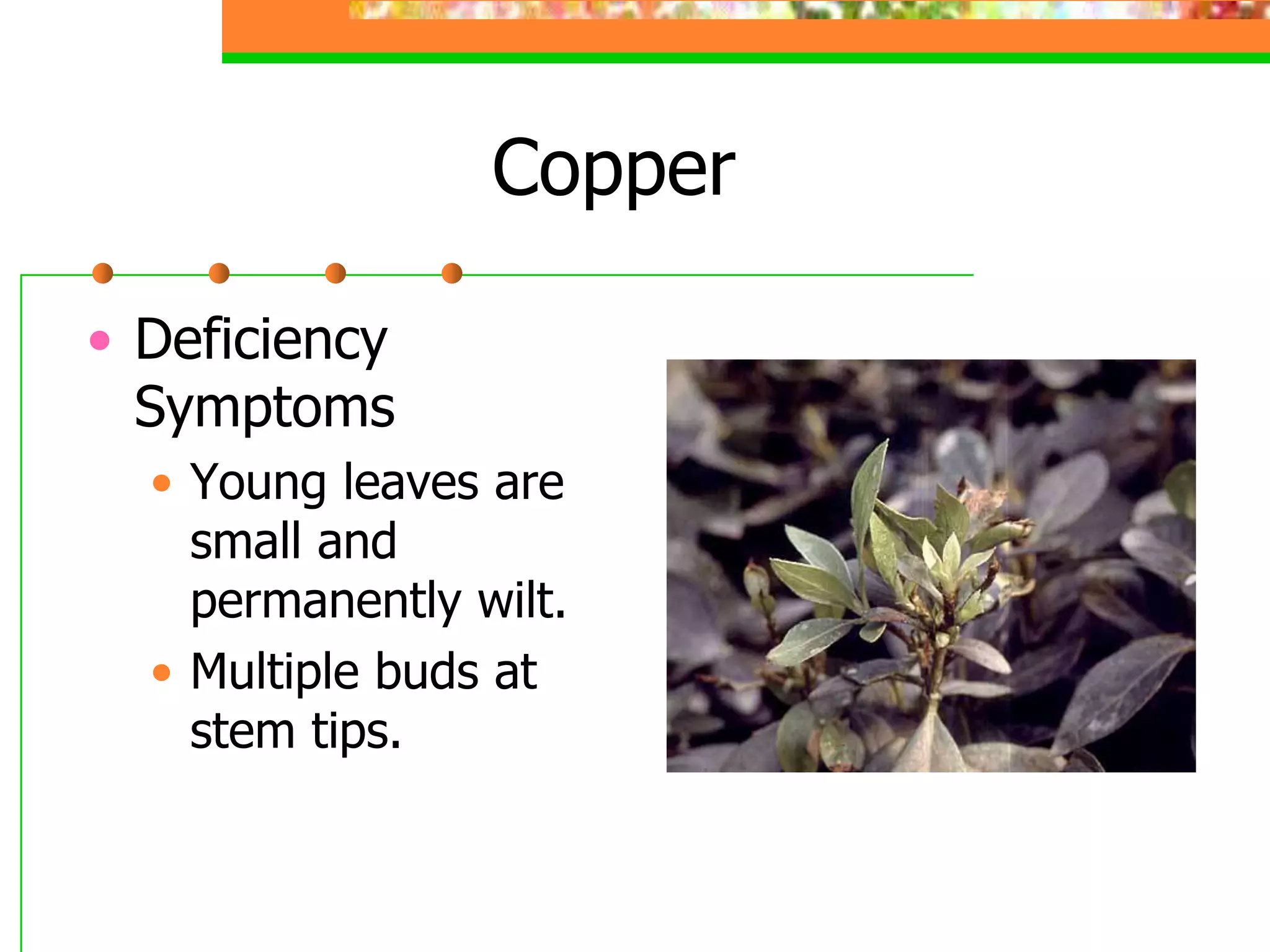 Copper
• Deficiency
Symptoms
• Young leaves are
small and
permanently wilt.
• Multiple buds at
stem tips.
 