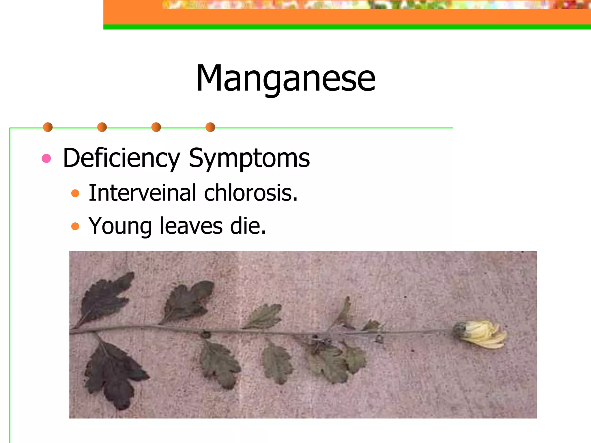 Manganese
• Deficiency Symptoms
• Interveinal chlorosis.
• Young leaves die.
 