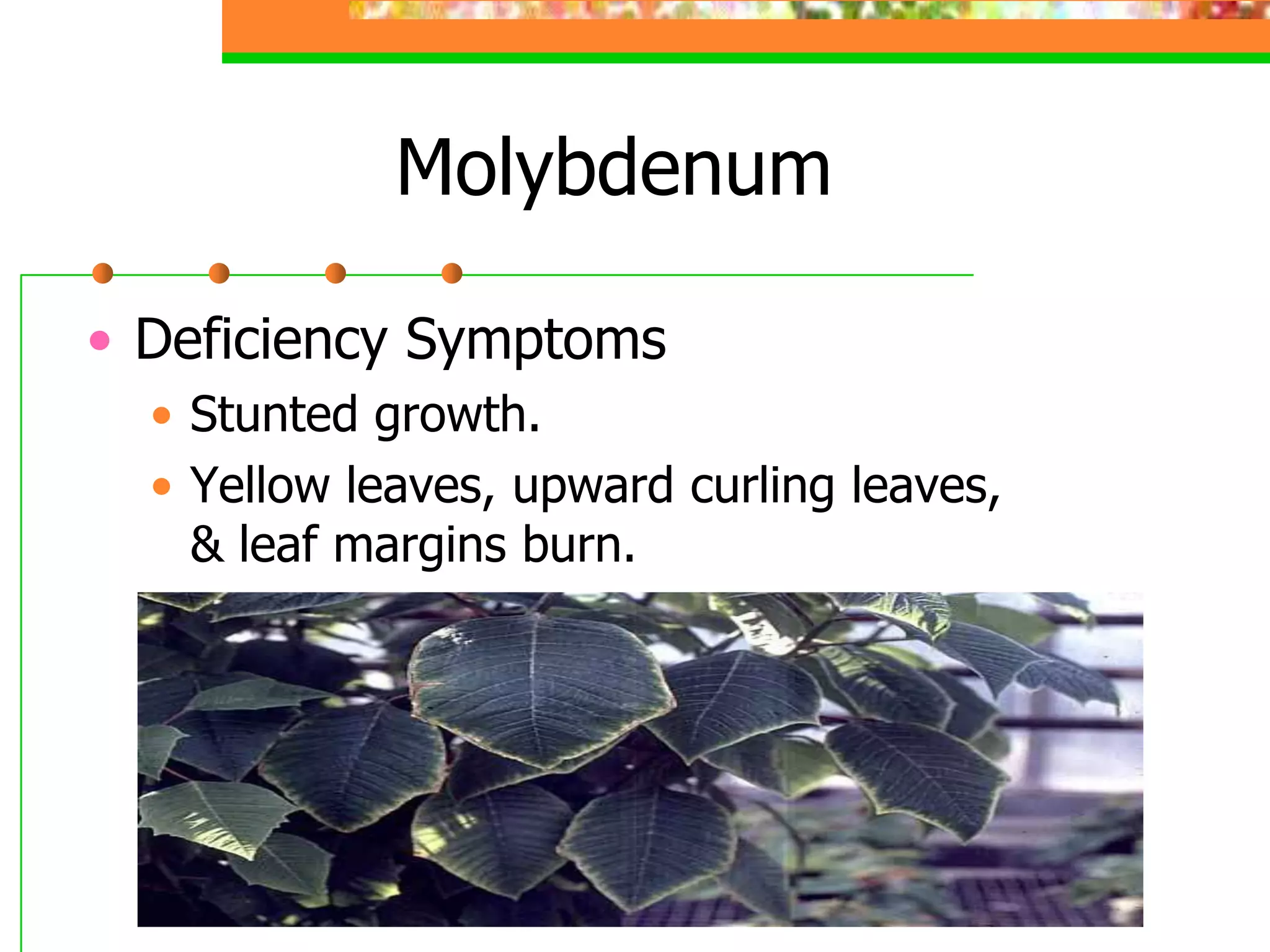 Molybdenum
• Deficiency Symptoms
• Stunted growth.
• Yellow leaves, upward curling leaves,
& leaf margins burn.
 