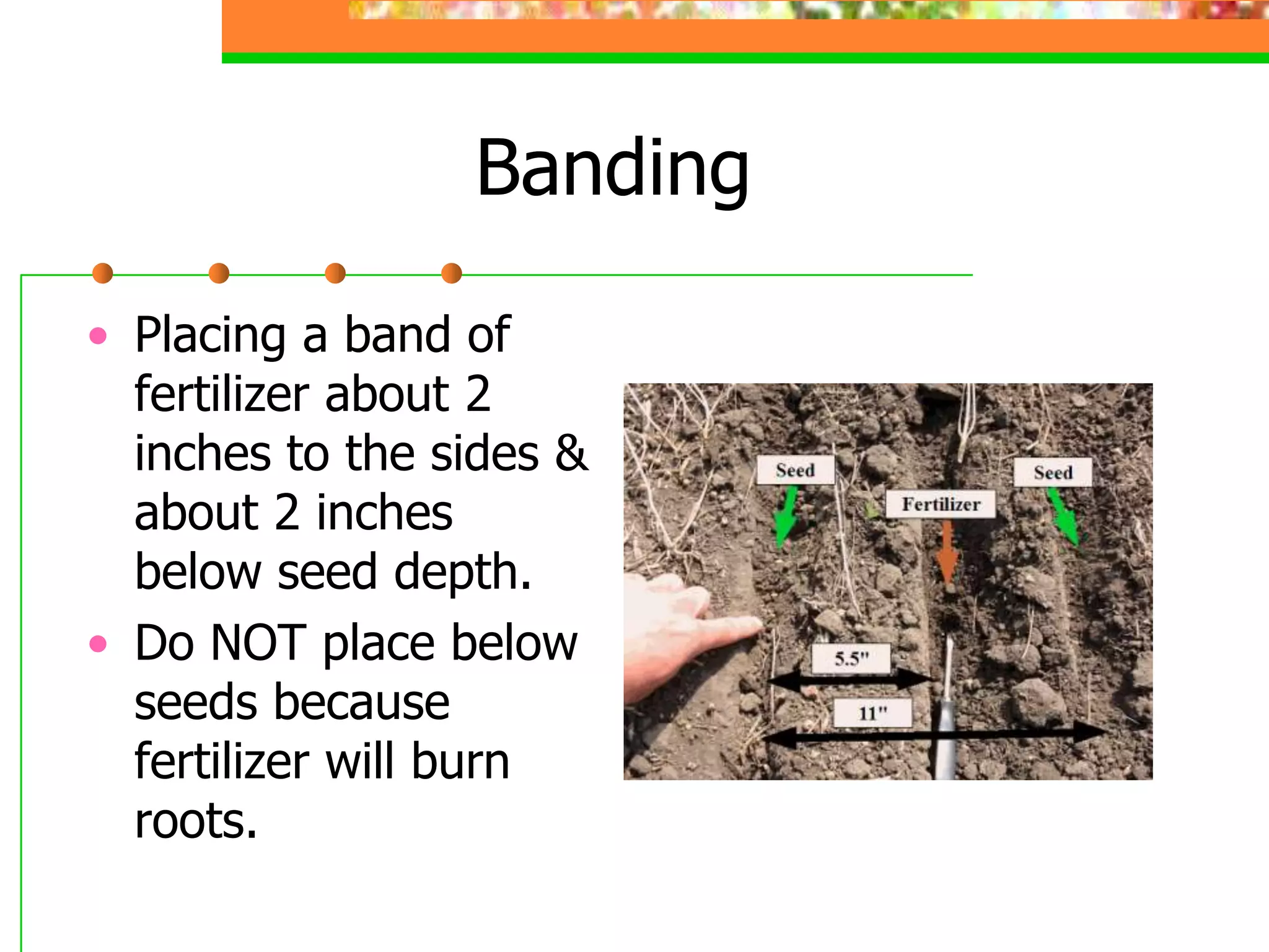 Banding
• Placing a band of
fertilizer about 2
inches to the sides &
about 2 inches
below seed depth.
• Do NOT place below
seeds because
fertilizer will burn
roots.
 