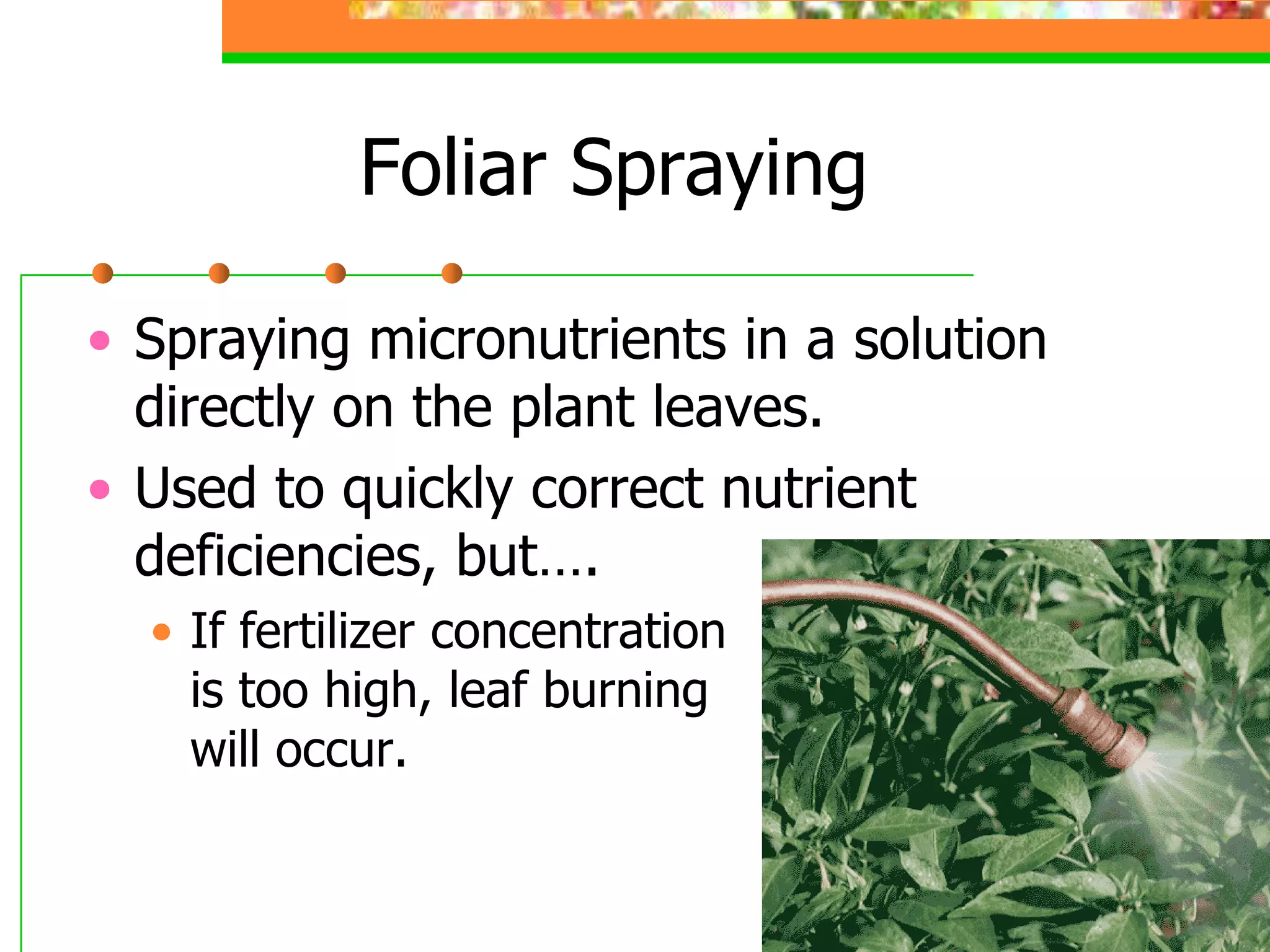 Foliar Spraying
• Spraying micronutrients in a solution
directly on the plant leaves.
• Used to quickly correct nutrient
deficiencies, but….
• If fertilizer concentration
is too high, leaf burning
will occur.
 