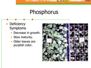 Phosphorus
• Deficiency
Symptoms
• Decrease in growth.
• Slow maturity.
• Older leaves are
purplish color.
 