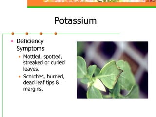 Potassium
• Deficiency
Symptoms
• Mottled, spotted,
streaked or curled
leaves.
• Scorches, burned,
dead leaf tips &
margins.
 