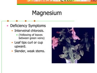 Magnesium
• Deficiency Symptoms
• Interveinal chlorosis.
• (Yellowing of leaves
between green veins)
• Leaf tips curl or cup
upward.
• Slender, weak stems.
 