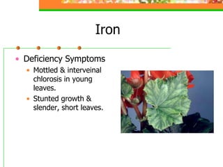 Iron
• Deficiency Symptoms
• Mottled & interveinal
chlorosis in young
leaves.
• Stunted growth &
slender, short leaves.
 